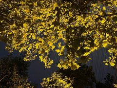 -八大关景区