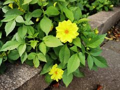 -黑龙江省森林植物园