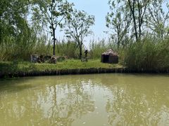 -泗洪洪泽湖湿地景区