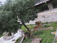 -石家庄市动物园