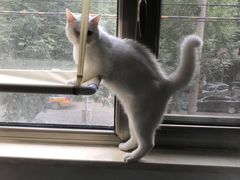 -纳吉亚猫专科动物医院(康都外科中心)