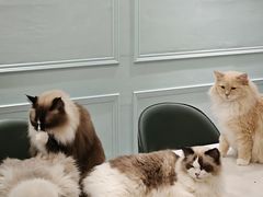 -安格丽娜·狗咖·猫咖羊驼咖(春熙路百盛商场店)