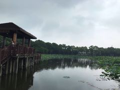 -荷塘月色湿地公园·向阳花洲