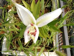 -素心斋素食餐厅