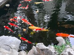 -鲤院·新中式美学·庭院餐厅(夫子庙店)