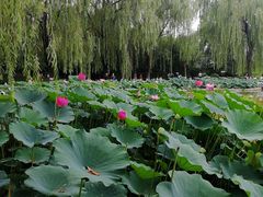 -丰台花园