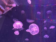 -芜湖新华联大白鲸海洋公园