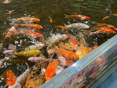 -上海大自然野生昆虫馆(东方明珠·爬宠昆虫探索中心)