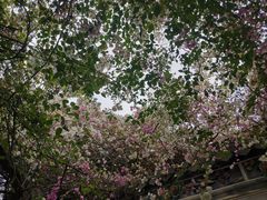 -深圳国际园林花卉博览园