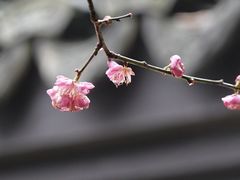 -慧因高丽寺
