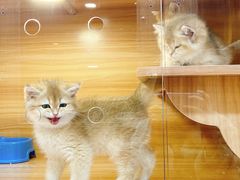 -猫十亿·布偶金渐层·曼基康矮脚猫舍(青年路店)