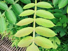 -沪上阿姨鲜果茶(黄石港万达金街店)