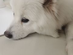 -怪兽屋·羊驼·猫咖·狗咖(俊华广场店)