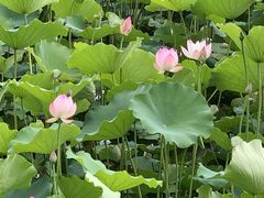 -荔湾湖公园