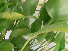 -湘邻呷铺·田园家宴(汉基广场店)