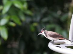 -新加坡飞禽公园