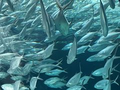 -上海海洋水族馆