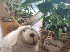 -彼芝奇比萨(红坊店)