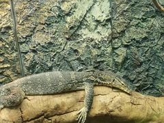 -广州长隆飞鸟乐园