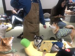 -逗柴咖啡屋·狗咖猫咖宠物桌游