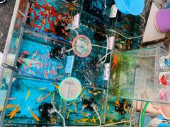 -清平路水族市场