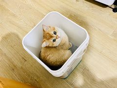 -东方名猫馆·英短金渐层布偶猫舍(环线广场1号楼店)