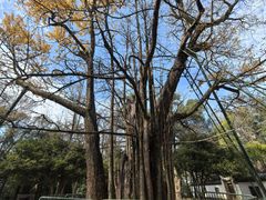 -西湖风景区十里琅珰-五云山