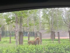-秦皇岛野生动物园