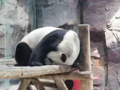 -栾川竹海野生动物园