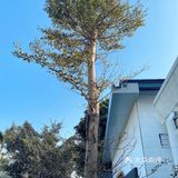 [吐]两间summer店都探过啦[吐][糖果]