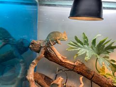 -上海大自然野生昆虫馆(东方明珠·爬宠昆虫探索中心)