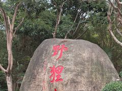 -野狸岛
