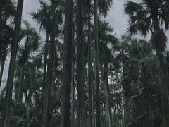 -中国科学院华南植物园