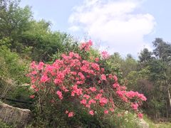 -木兰云雾山