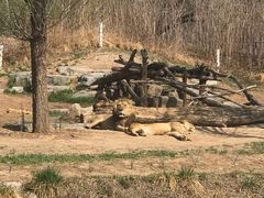 -北京野生动物园