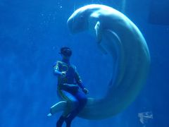 -芜湖新华联大白鲸海洋公园