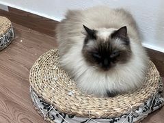 -楼上猫咖(罗湖店)