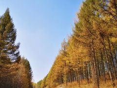 -塞罕坝国家级自然保护区