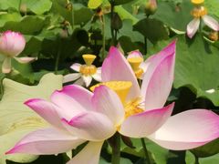 -渭河城市绿地运动公园