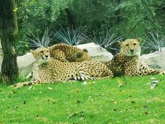 -北京野生动物园