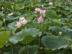 -惠州西湖丰渚园