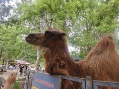 -长白岛森林公园