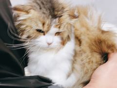 -翊宠yipet猫狗购宠庄园犬舍•猫舍