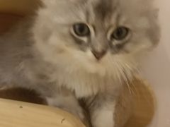 -猫咪派对(江南西店)