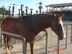 -松声马术俱乐部