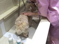 -暖阳宠物医院·犬猫康复中心·骨科