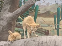 -上海野生动物园