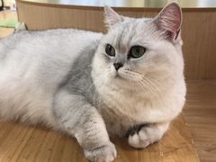 -猫和宫(六道口店)