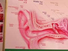 -自然之声助听器·呼吸机(保定清苑店)