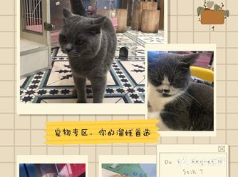 孩子们是不是喜欢平时和小猫小狗一起玩耍呀